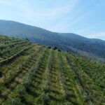 Il 25 novembre a Pisa confronto nazionale sulle politiche agricole e alimentari