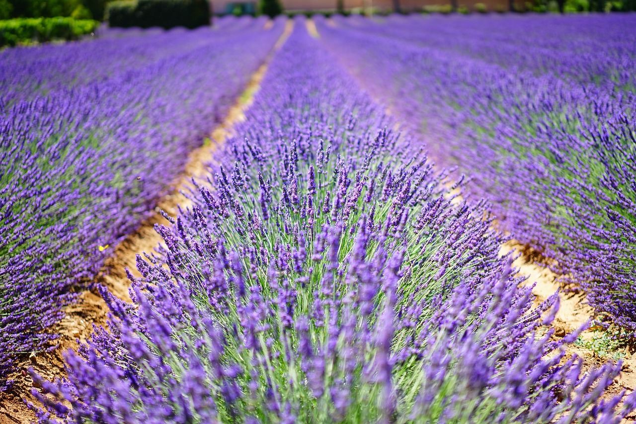 Formazione, online il bando per il progetto Oltre il giardino, domande entro il 29 febbraio 2024