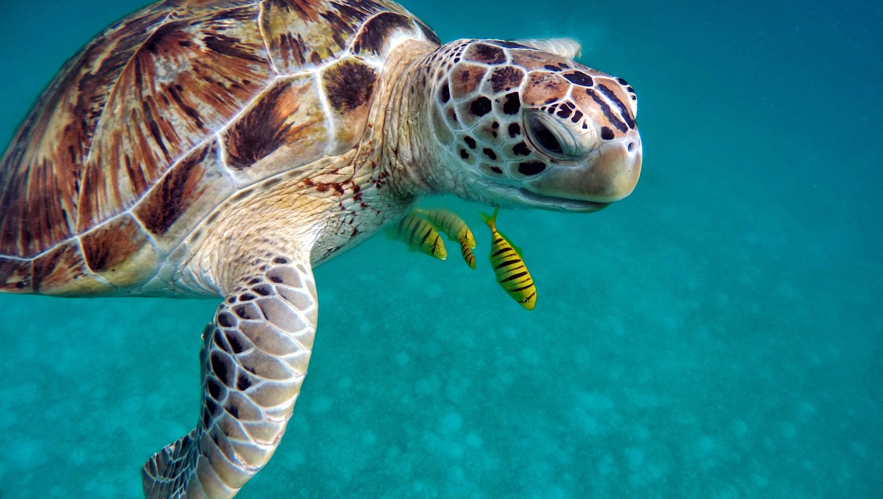 Legambiente invita i Comuni costieri a firmare protocollo azioni a tutela delle tartarughe marine